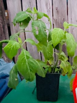 Salvia Divinorum Plant - Sage of the Diviners  - Yerba de la pastora - Hierba de los dioses - ska maria planta aztec azteca