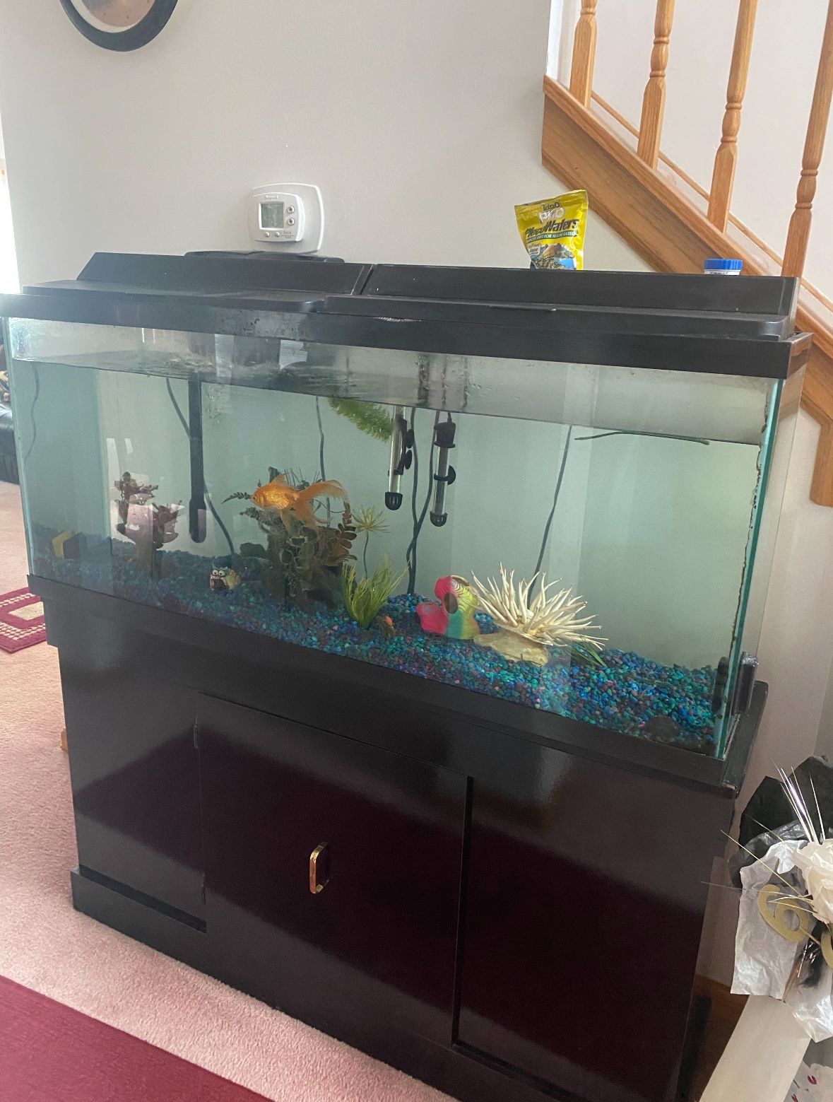 55 gallon fish tank with everything