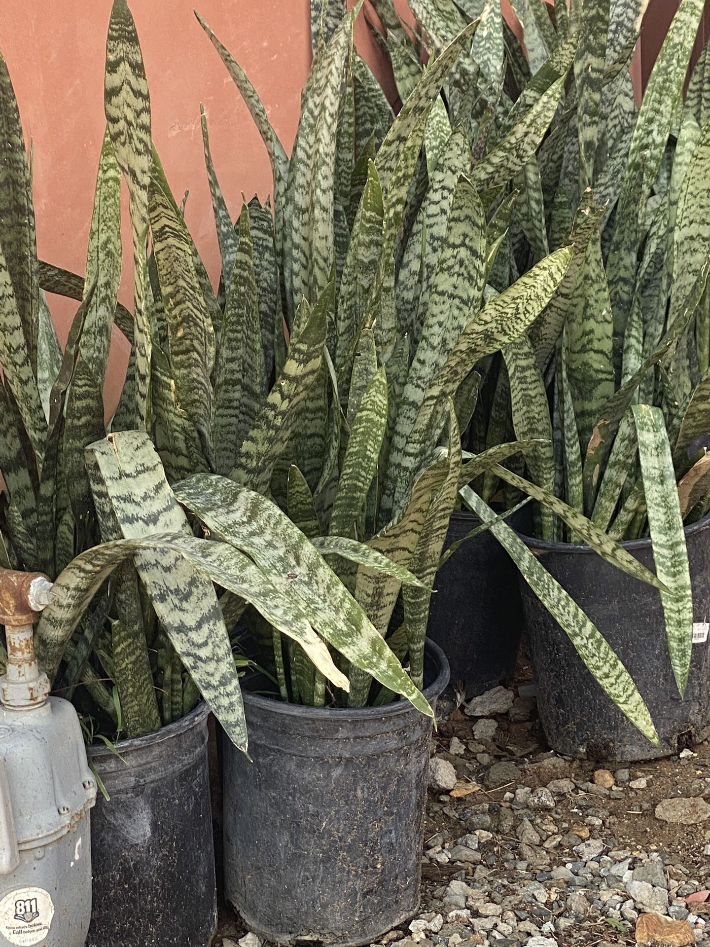 Snake Plants