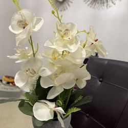 These Two Plants For $20
