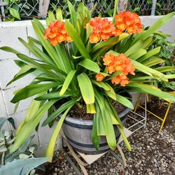 Big Beautiful flower clovis plant