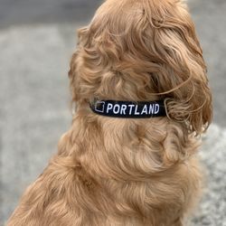 Portland Dog Collars (Brand New)