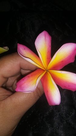 Plumeria cuttings. Insta trees