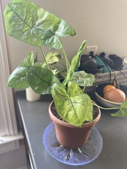 Syngonium Podophyllum