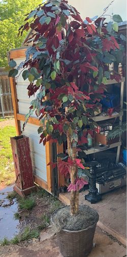 Over 6 feet tall and nice