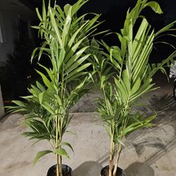 crhistmas Palms  $15 , 6/7 feet tall $75, 8 to 9 feet $150, and more sizes available 