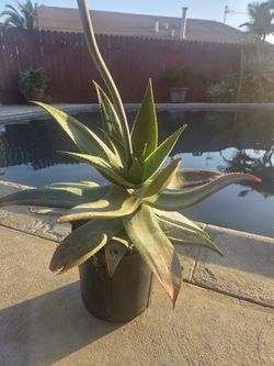 Aloe Vera Plant 