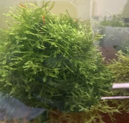 Aquarium Pelia Moss