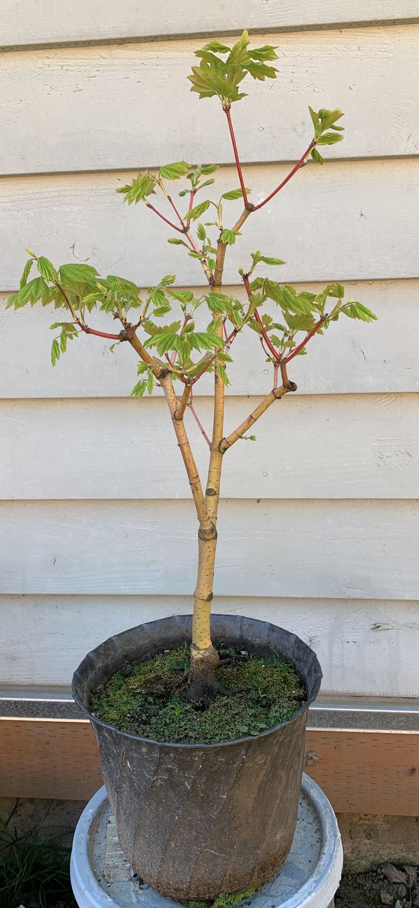 Bonsai, Japan Maple 24 inches Brass Pot