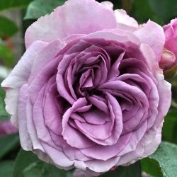 š¹ ArboroseĀ® Quicksilver⢠Climbing Rose ā 5 Gallon | $103