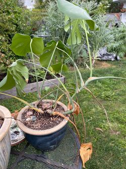 Monstera large plant