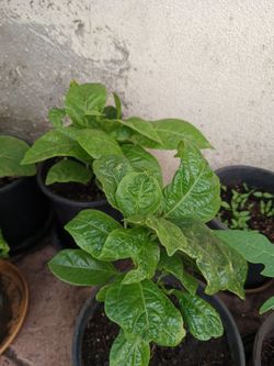 Maracuya plant and yerba santa