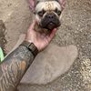 FRENCHIE 🐕🐕