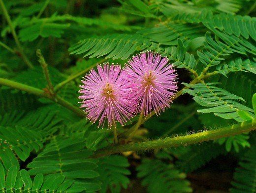 Mimosa púdica or shame plant , dormilona planta