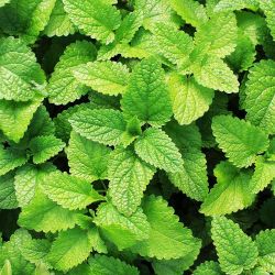 Mint Plants