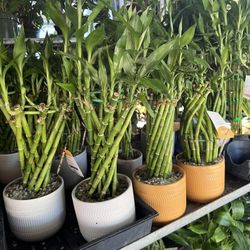 Lucky Bamboo In Ceramic Pot. SPECIAL PRICE 🤩