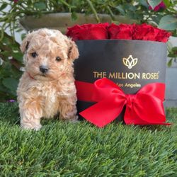 Beautiful Gift For Valentines Day