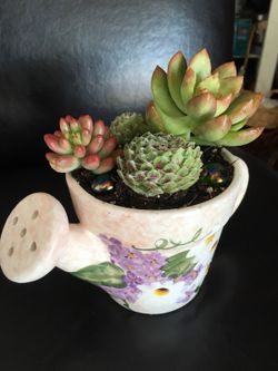 Real live succulents make great gifts