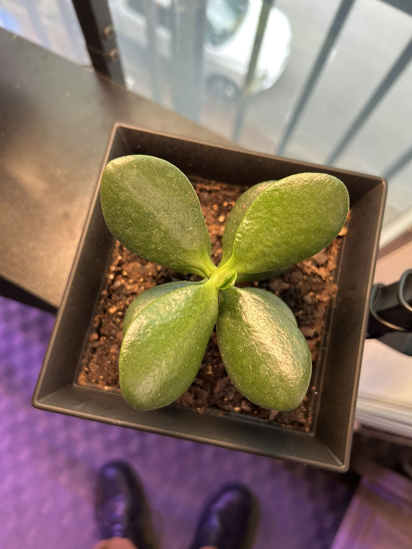 JADE PLANT!!!
