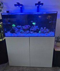 Water box 110, salt water aquarium