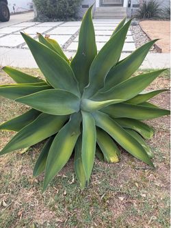 Free foxtail agave