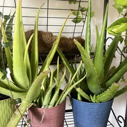 Aloe Vera Plants