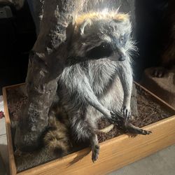 Raccoon taxidermy