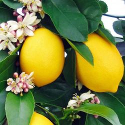 Grafted Dwarf Meyer Lemon Trees 😃😃🌿🌿🌿