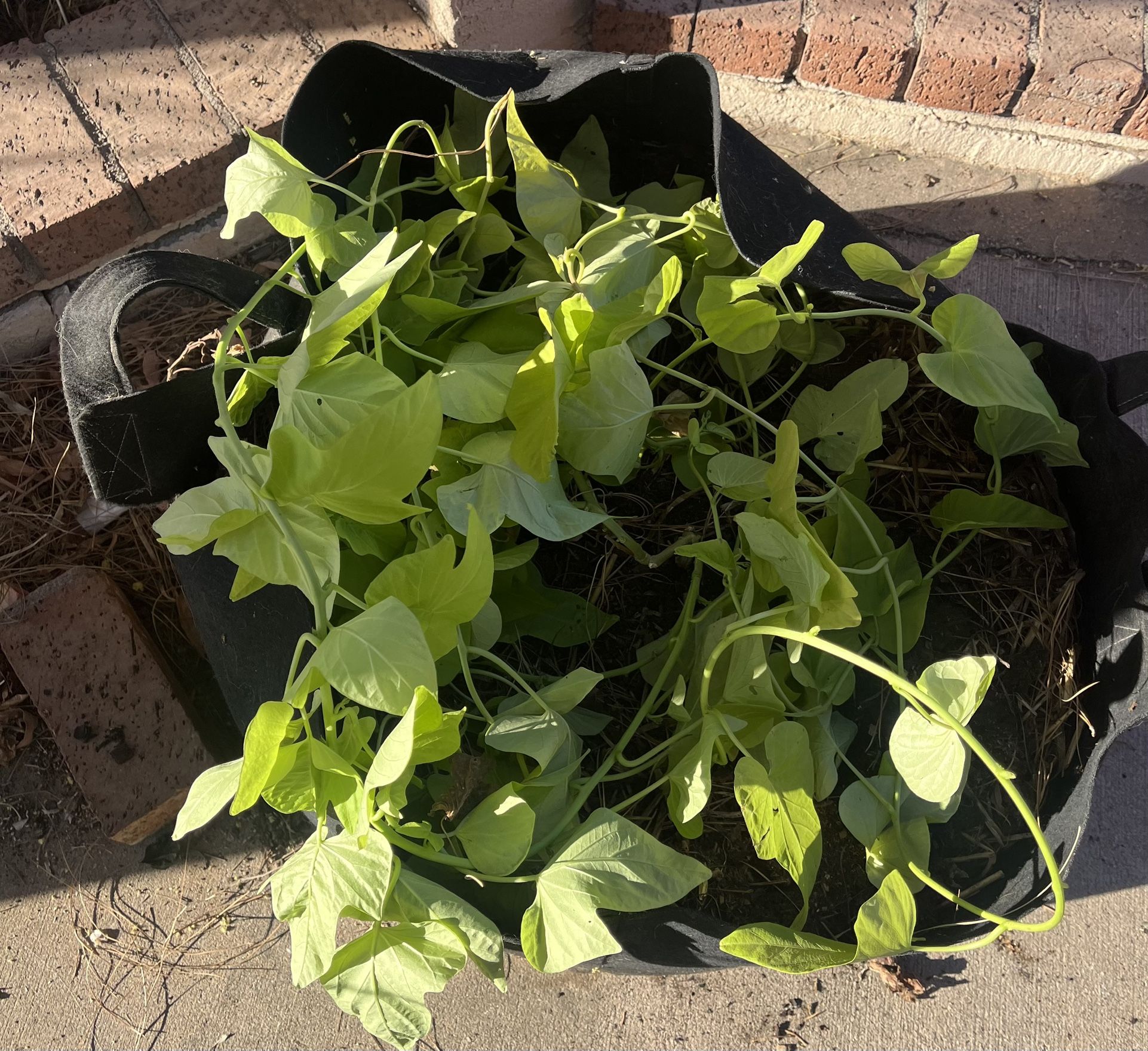 Grow Bag With Plant