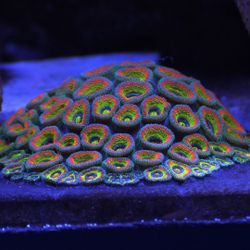Holy Grail Micromussa Acan Fake Coral Decoration 