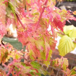 ‘Verkade’s Jacus Potus’ Japanese Maple Trees