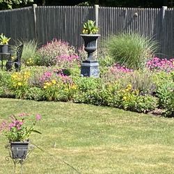 Cheap Perennials 