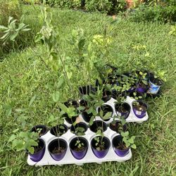 *$1 to $7 * Live Oak & Southern Live Oak Tree Seedlings See Below ⬇️ 