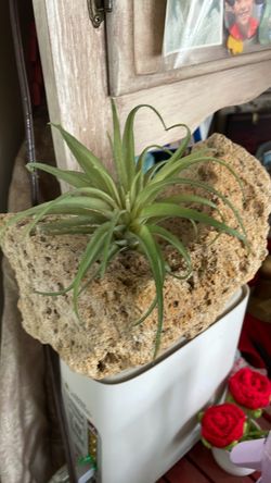 Air plant