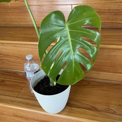 Beautiful Monstera Deliciosa Plant With Pot