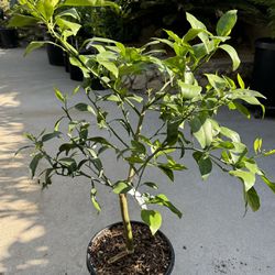 Tangelo Fruit Tree