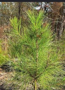 Lollypine , oak, willow oak, sweet gum seedlings and saplings