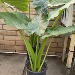 Elephant Ear Plant’s 