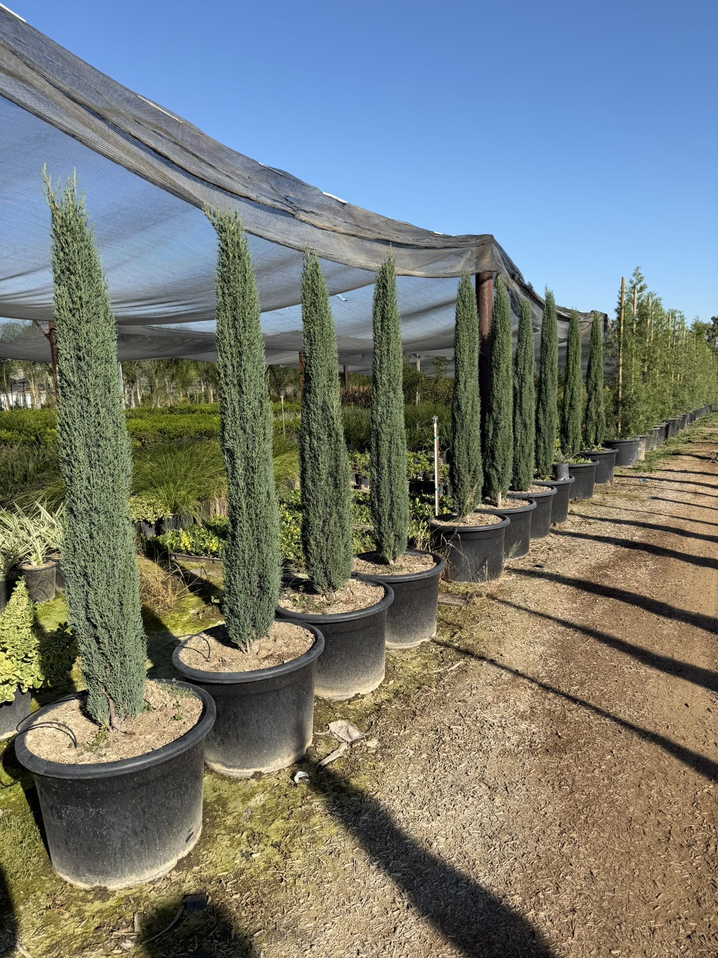Tiny Tower Italian Cypress 25 Gallons 5-6 Feet Tall