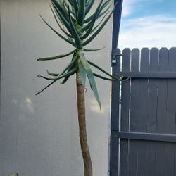 Aloe Hercules Plant