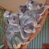 Koalas_fam 