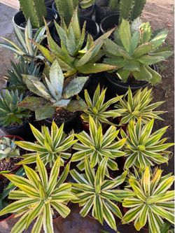 Agave plants