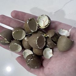 Button Quails Fertile Eggs
