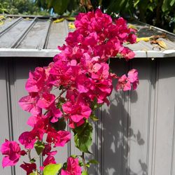 Burgundian. Camelina De 5 Ft