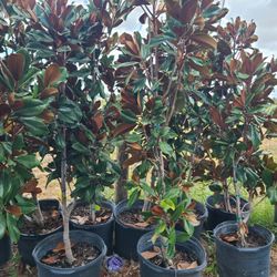 Magnolia Trees 15gallon Special $100 15gallon 