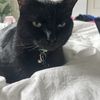 Henry 