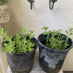    Rice paddy herb Plant 7$.   Rau ngổ- Ngò Ôm