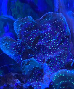 big 7"-8"pieces fake coral decoration