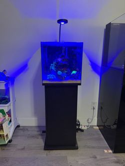 15 gallon salt water tank