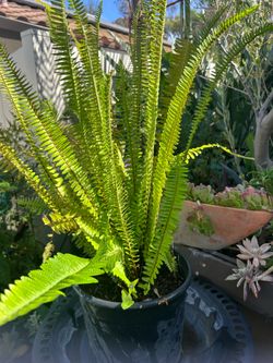 indoor plant